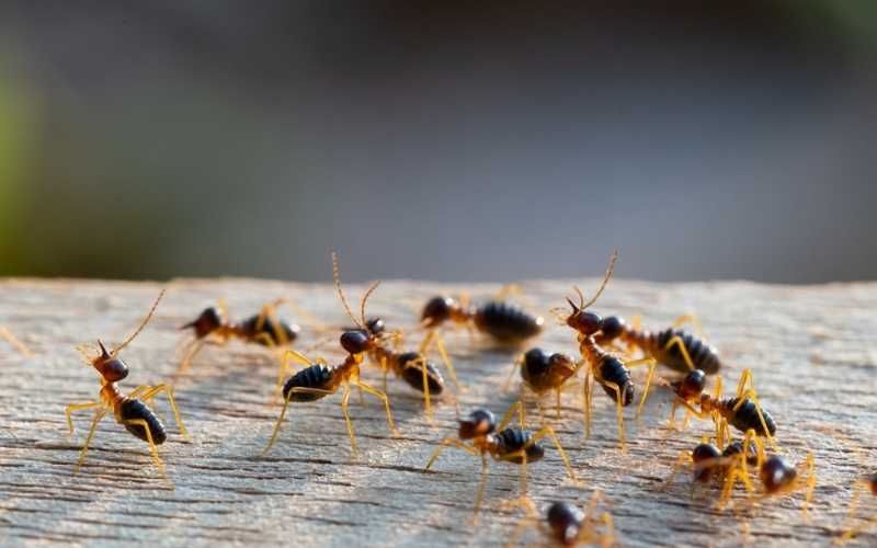 Biologia dos cupim arborícola