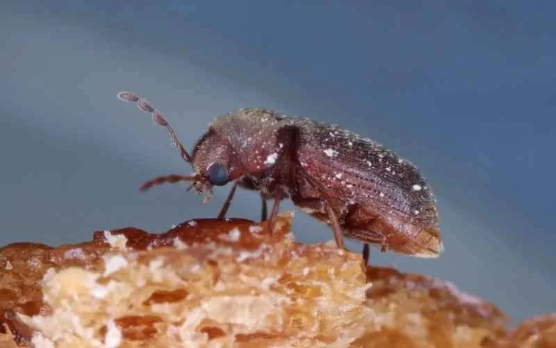 Biologia dos broca de madeira