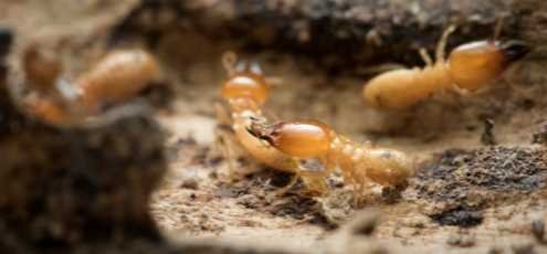 Conheça a Cupins SP