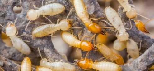 Dedetização de Cupins: Saiba o que é