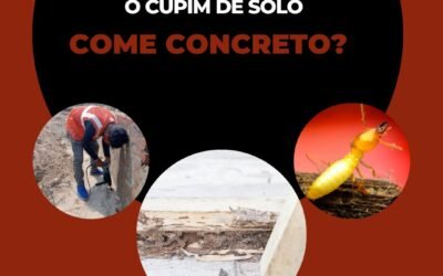 O cupim de solo come concreto?