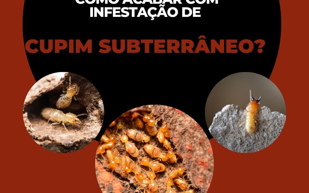 Como acabar com infestação de cupim subterrâneo?