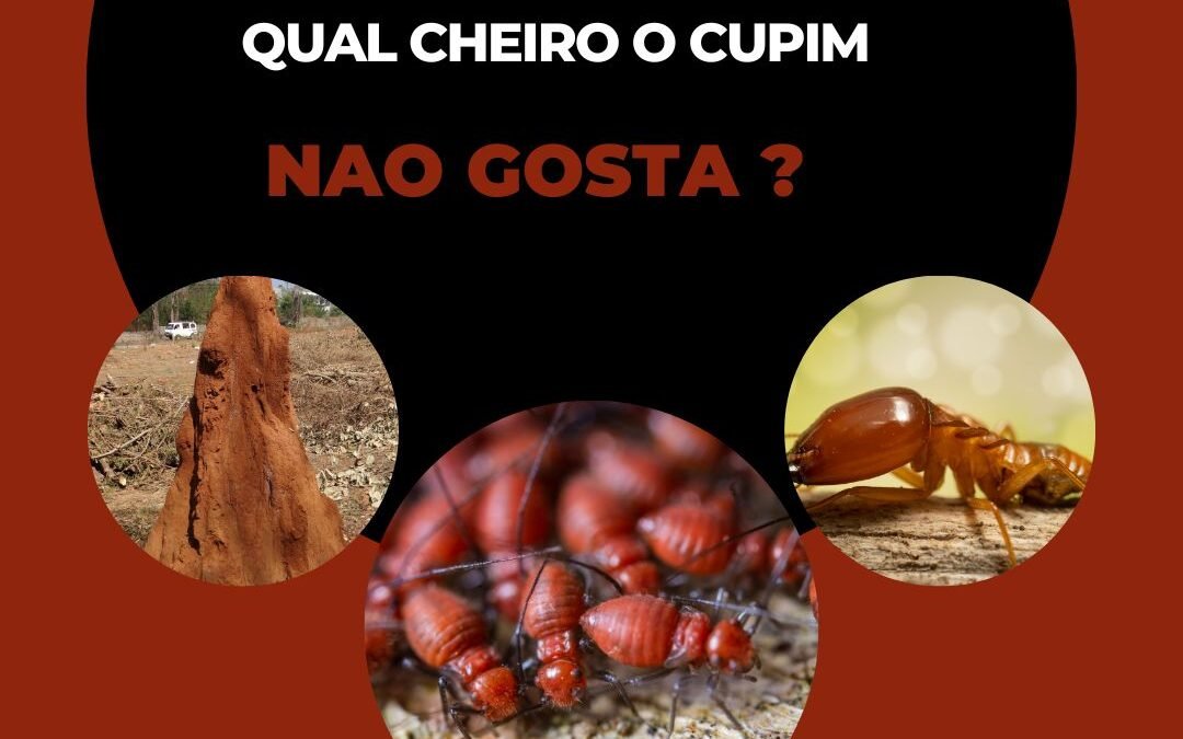 Qual cheiro cupim não gosta?