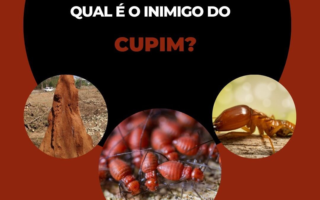 Qual é o inimigo do cupim?