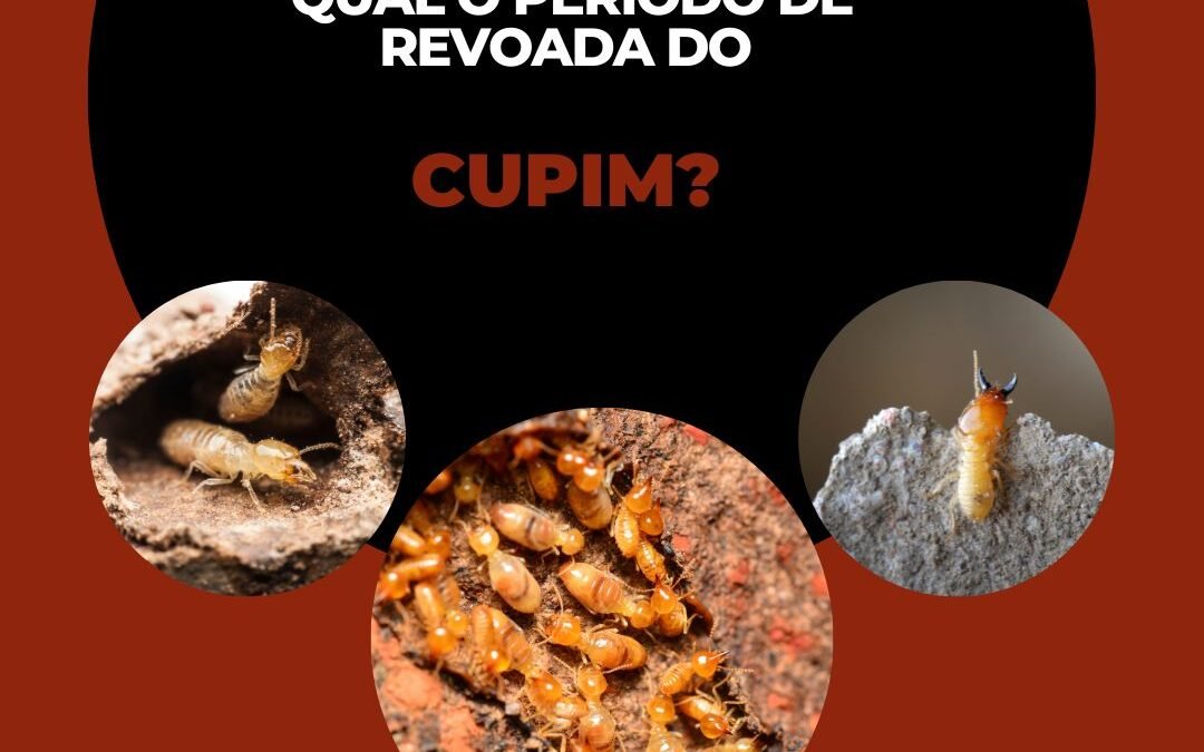 Qual é o período da revoada dos cupins?